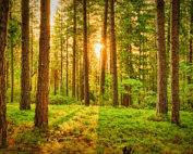 light shining through forest trees