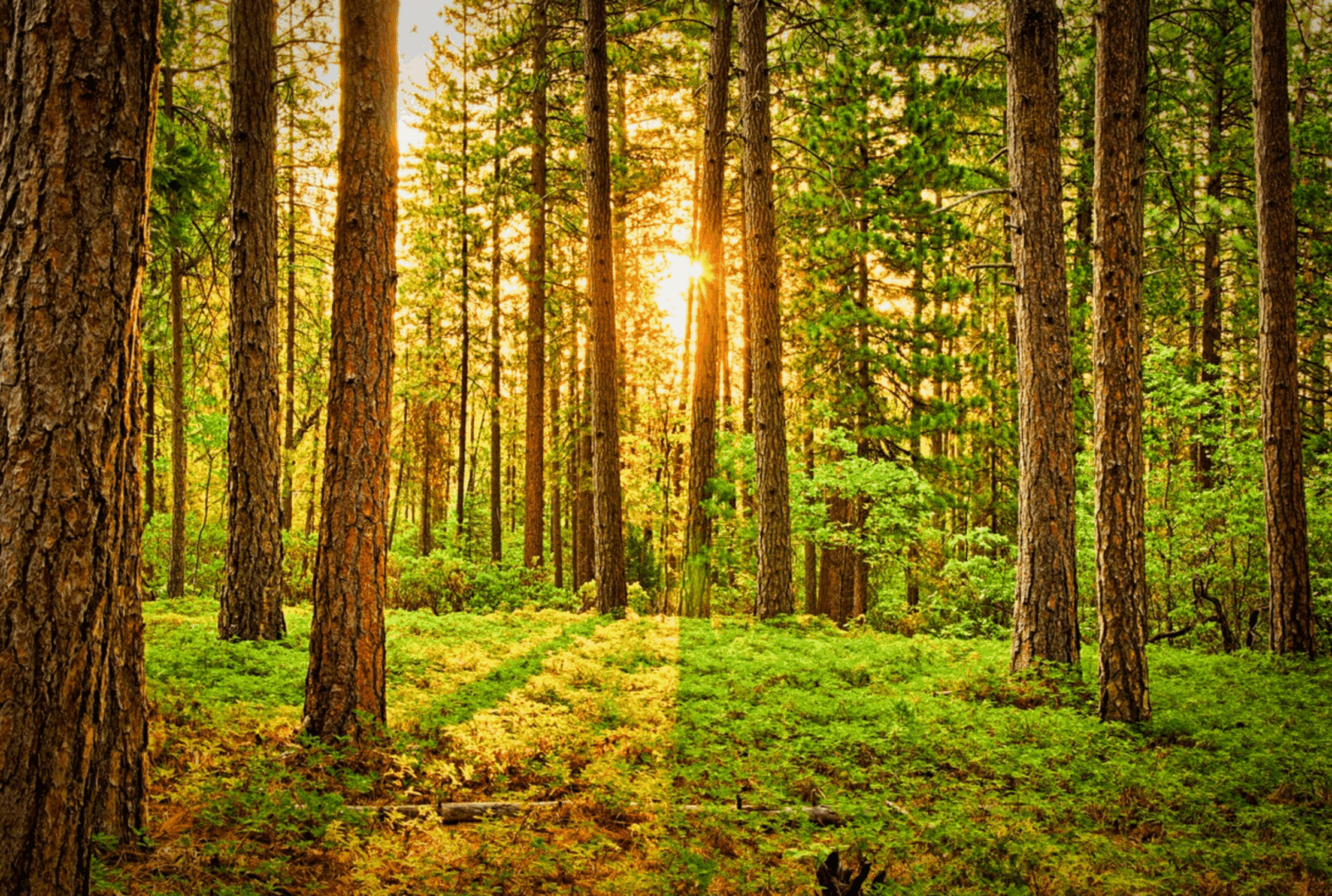 light shining through forest trees