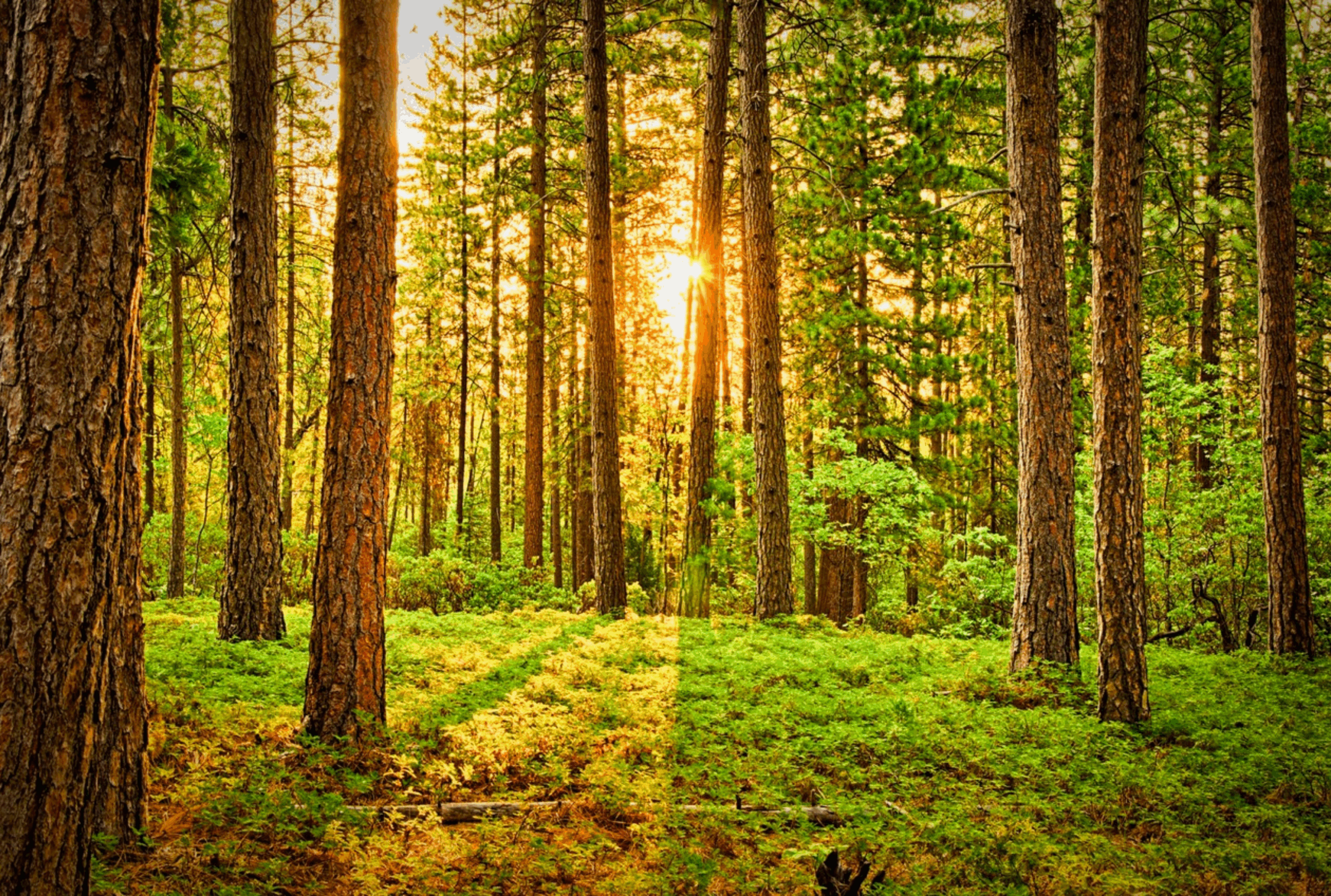 light shining through forest trees